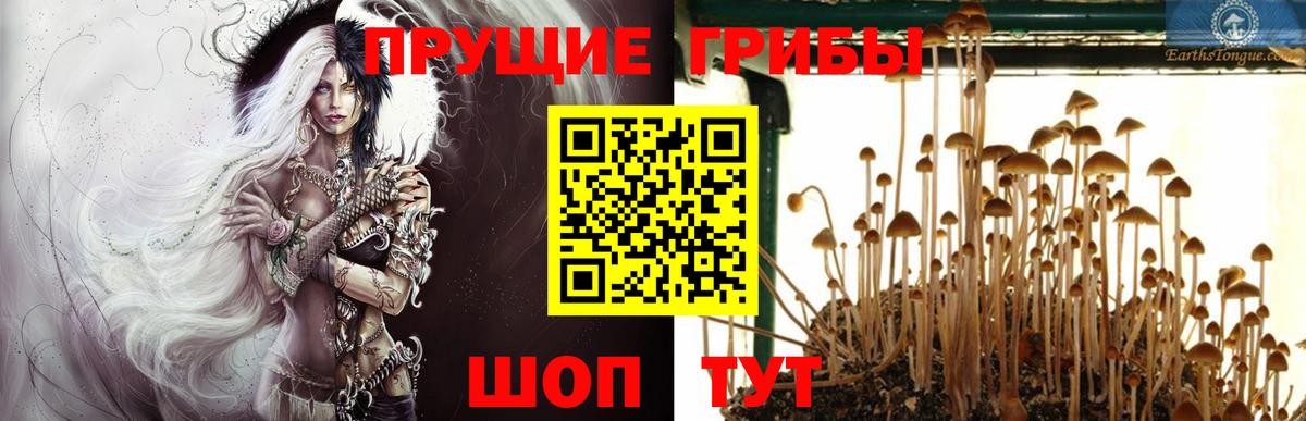 Галлюциногенные грибы Cubensis  Кандалакша  Галлюциногенные грибы Psilocybe 